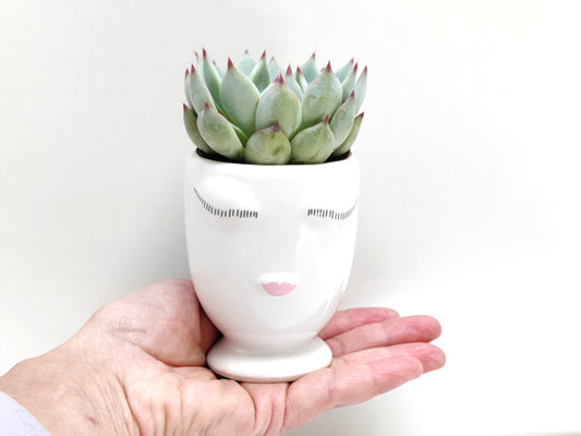 Succulent with White Face Ceramic Vase
