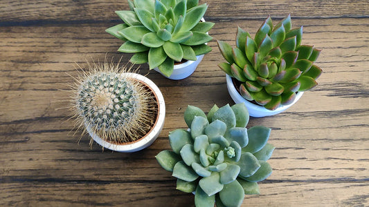 Succulent ‖ Cactus ‖  Plant with Ceramic Vase ‖ Wood Trio Planter