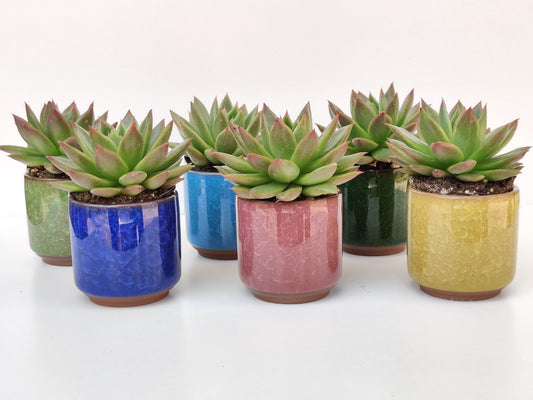 Succulent with Ceramic Vase
