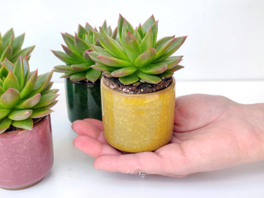 Succulent with Ceramic Vase