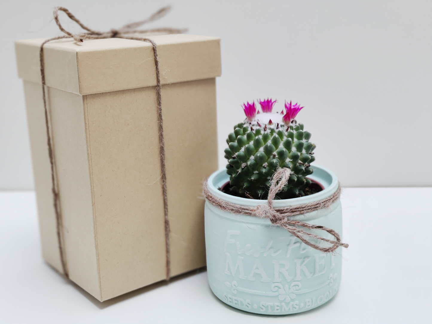 Cactus with Farmhouse Ceramic Vase ‖ Succulent With Ceramic Vase