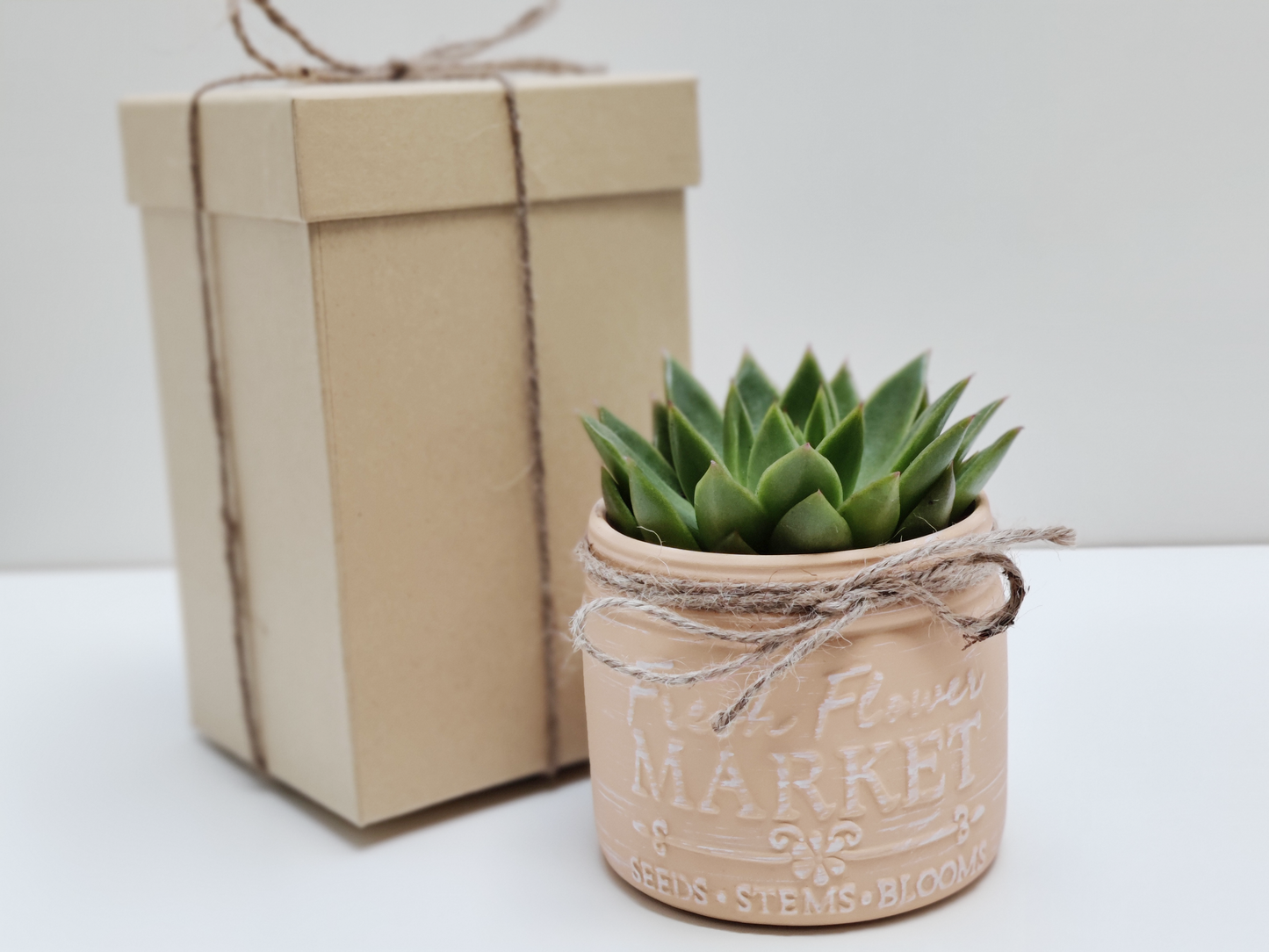 Succulent or Cactus with Farmhouse Ceramic Vase