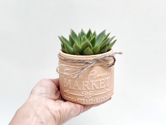 Cactus with Farmhouse Ceramic Vase ‖ Succulent With Ceramic Vase