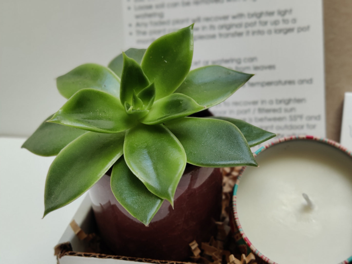 Succulent with Ceramic Vase