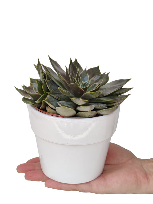 Large Succulent With Ceramic Vase ‖ Cactus ‖ Wood Trio Planter ‖ Plant with Ceramic Vase