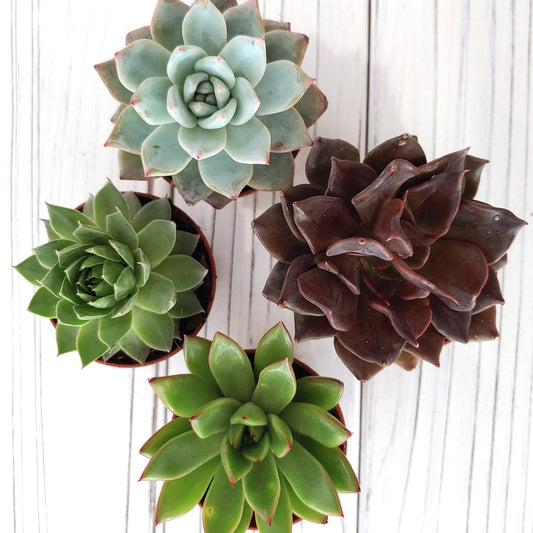Wood Trio Planter ‖ Large Succulent With Ceramic Vase ‖ Cactus ‖ Plant with Ceramic Vase