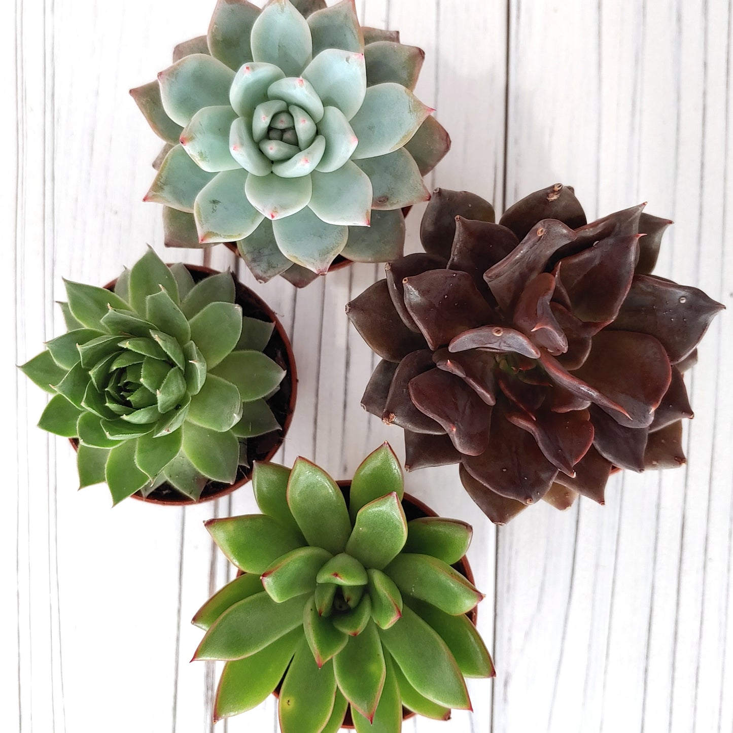 Succulent with Ceramic Vase