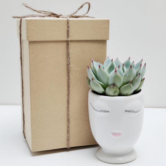 Succulent with White Face Ceramic Vase