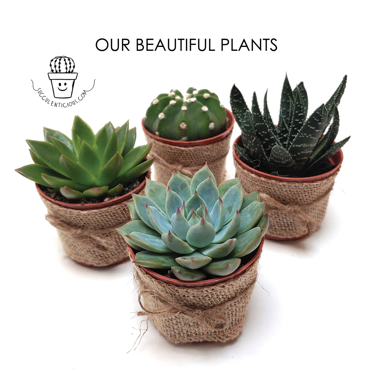 Large Succulent With Ceramic Vase ‖ Cactus ‖ Wood Trio Planter ‖ Plant with Ceramic Vase