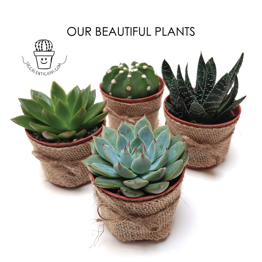 Spa Gift Box for Woman ‖ Thinking of you ‖ Succulent Gift Box ‖ Personalized Care Package for Her