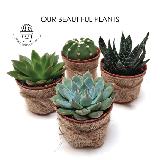 Teammate Gift Box ‖ Corporate Gifts ‖ Succulent Gift Box ‖ Essential Oil Diffuser Set ‖ Personalized Gift Box for Teammate