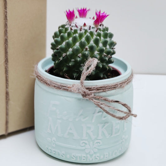 Cactus with Farmhouse Ceramic Vase ‖ Succulent With Ceramic Vase