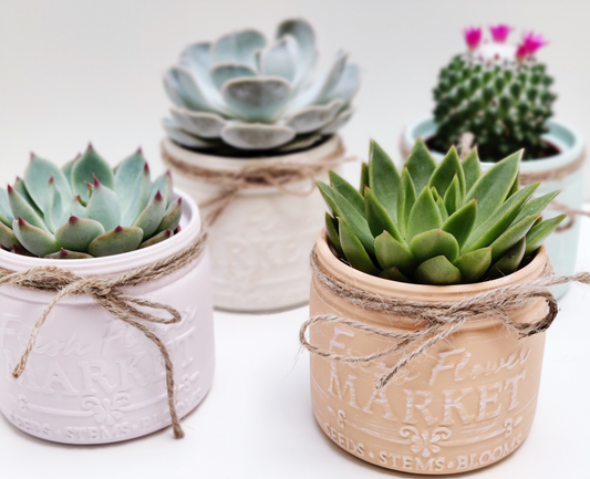 Succulent or Cactus with Farmhouse Ceramic Vase