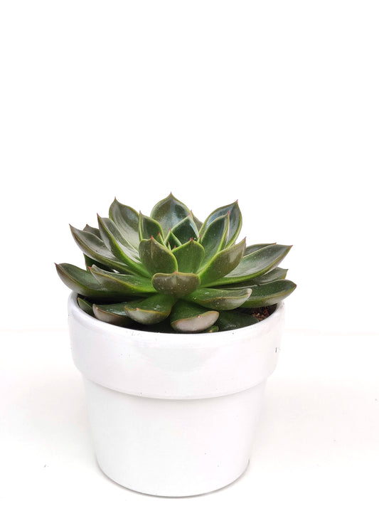 Large Succulent With Ceramic Vase ‖ Cactus ‖ Wood Trio Planter ‖ Plant with Ceramic Vase