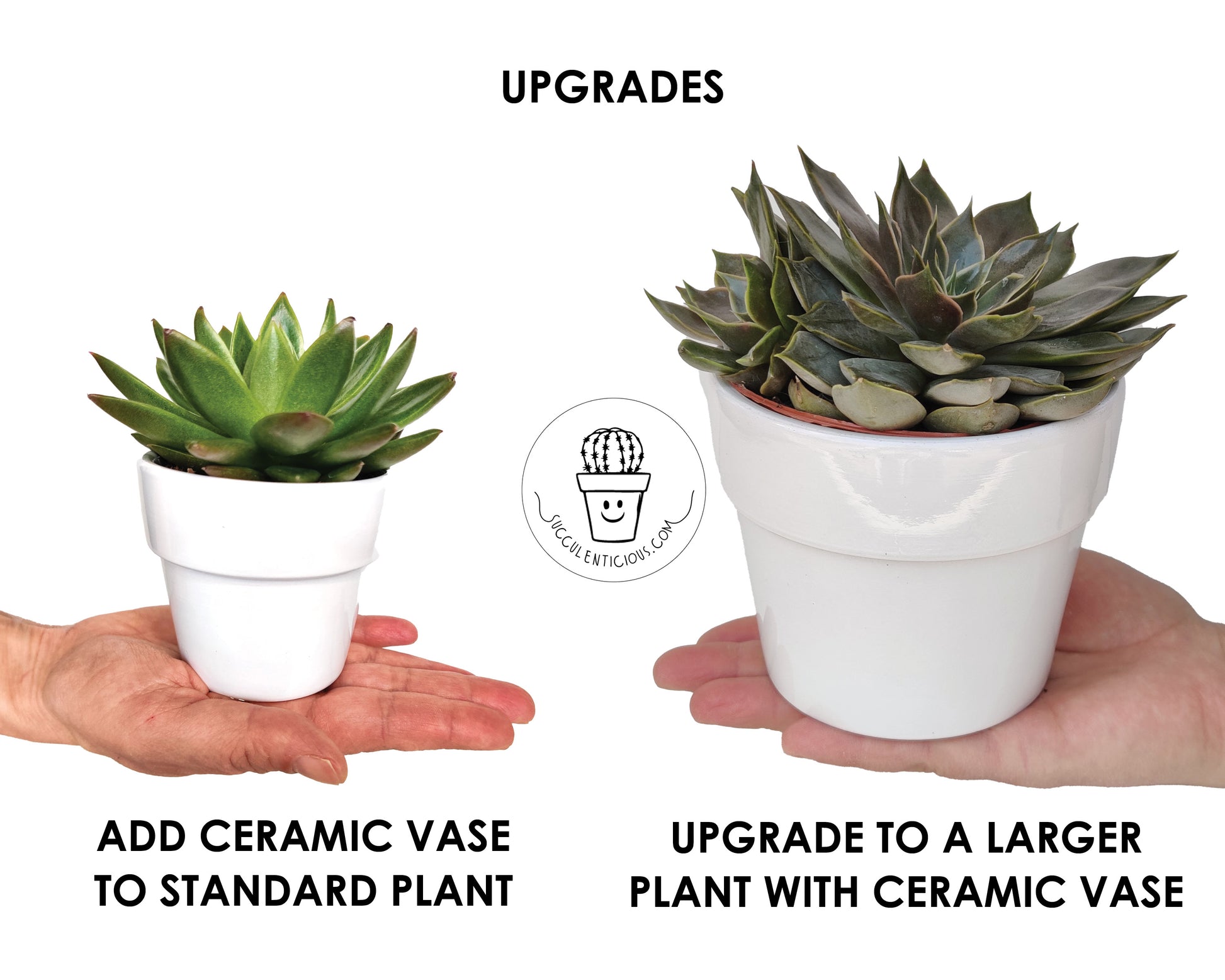 succulent upgrade Large Succulent With Ceramic Vase ‖ Cactus ‖ Wood Trio Planter ‖ Plant – MAWXO.COM