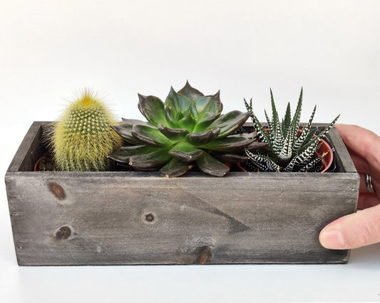 Wood Trio Planter ‖ Large Succulent With Ceramic Vase ‖ Cactus ‖ Plant with Ceramic Vase