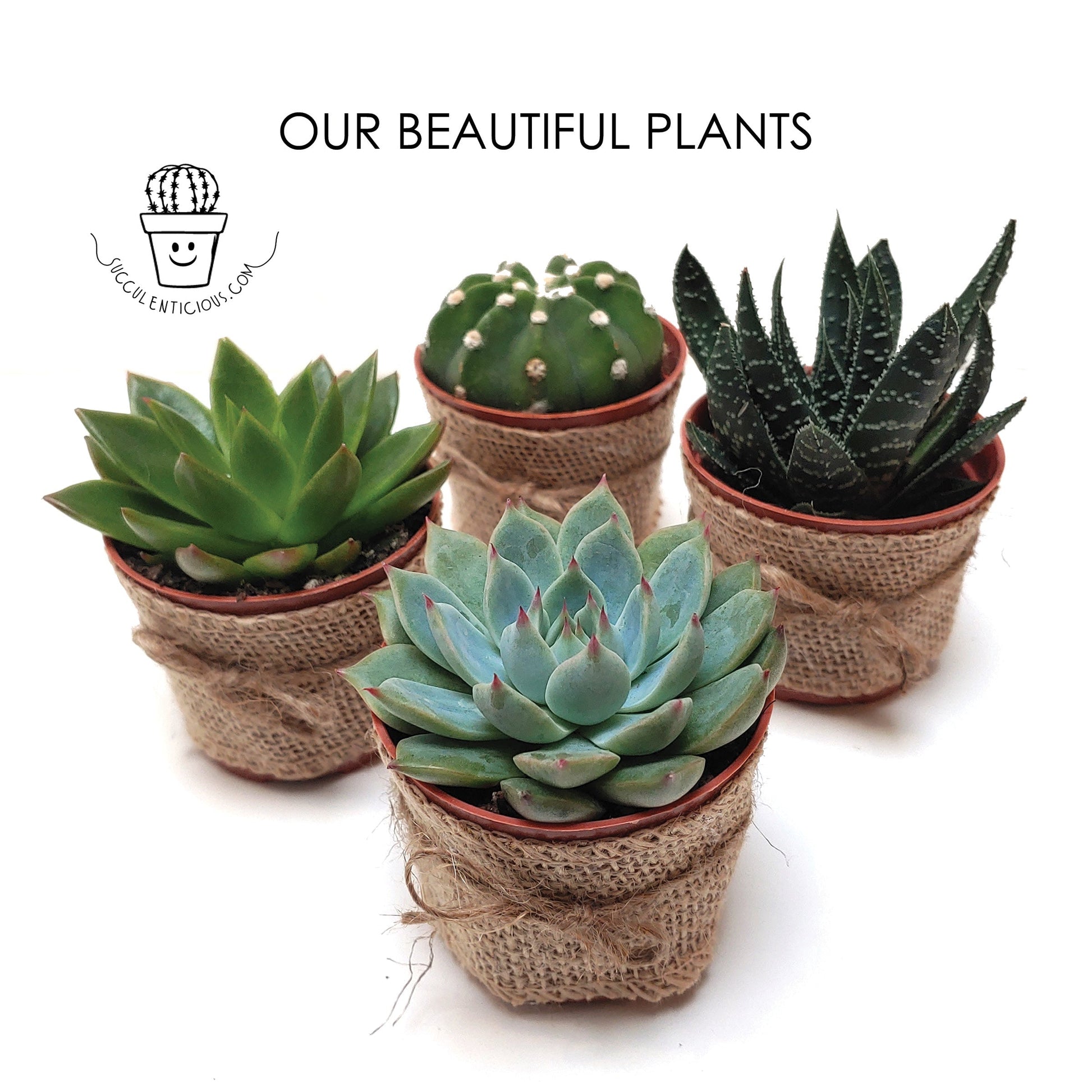 large succulent plants Wood Trio Planter ‖ Large Succulent With Ceramic Vase ‖ Cactus ‖ Plant – MAWXO.COM
